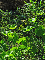 Grape leaves.Composition 2.