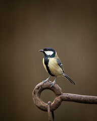 Colourful vibrant Great Tit bird Parus Major on rusty chain and metal pole in Spring sunshine in garden