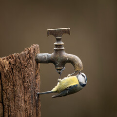 Image of Blue Tit bird Cyanistes Caeruleus on wooden post with rusty water tap in Spring sunshine...