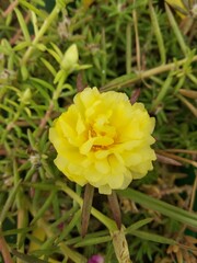 Fototapeta premium Portulaca grandiflora or moss rose flowers – Delhi,India.