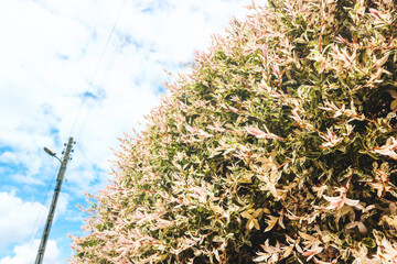 Drzewko ozdobne Wierzba Hakuro Nishiki o równo przyciętych gałęziech gęstej korony. Listki w cudownej trójkolorowej barwie: różowo-biało-zielonej. Zdjęcie wykonane w perspektywie żabiej na tle nieba. - obrazy, fototapety, plakaty