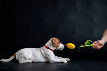 Woman teases funny puppy with flower in studio. Little mischievous dog hunts for a tulip on a black...