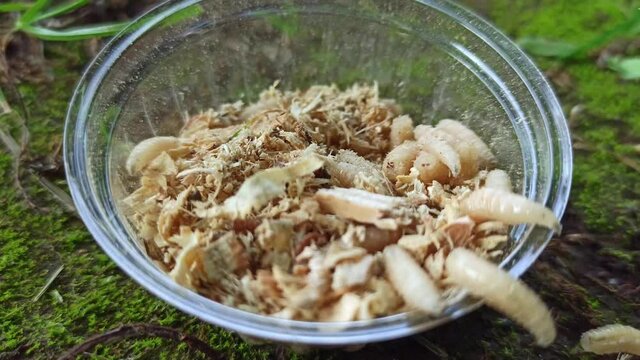 Group of fly larvae or white worm for fishing in packaging. Larvae move and crawl. Worms background
