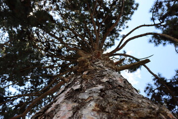 Tree in the forest touching the sky