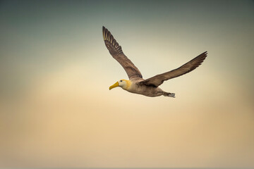 Waved Albatross in Flight Espanola Island Galapagos Islands
