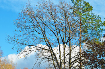 View of different trees against the blue sky
