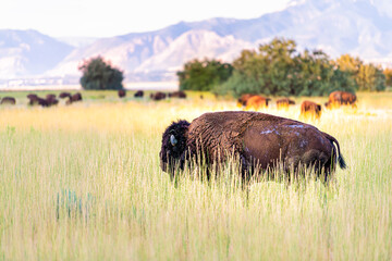 Bison grazing in valley in Antelope Island State Park in Utah in summer with dry grass meadow prairie plains landscape and mountains view
