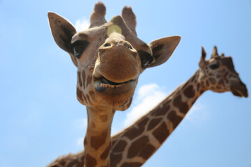 Giraffes at the zoo on a blue sky background. Giraffe has funny facial expressions. Giraffe chews and shows its teeth.