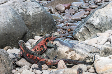  Two Red Marine Iguanas in the Rocks on Espanola Island Galapagos Islands Ecuador