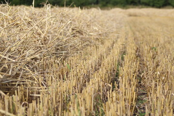 a field of corn was mowed, straw remains