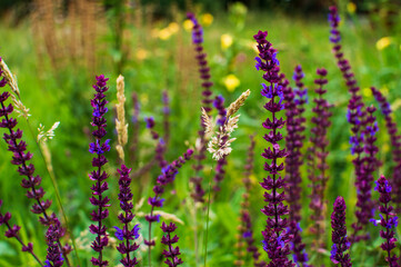 Fototapeta premium colorful landscape of Meadow grass seed heads and meadow sage flowers in the field