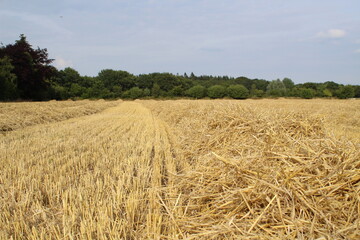 a field of corn was mowed, straw remains