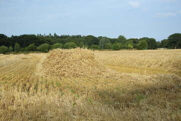 a field of corn was mowed, straw remains