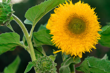 Blooming, with yellow petals, flower buds of a decorative sunflower against the background of its green foliage