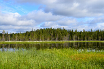 Finnish summerday, partly sunny, beautiful cloudy sky. Forest, swamp and little pond with field of cotton grass.