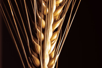 barley ear bristle on black isolated background, use as background or compositing, copy text space, barley is a key ingredient in beer and whisky production