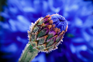 single closed cornflower blossom in side view on black background, in the back is a out of focus blossom, cornflowers are used in herbal teas to provide color