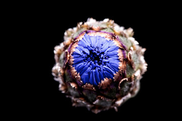 single cornflower blossom in front view on black background isolated, cornflower is used in herbal teas to provide color
