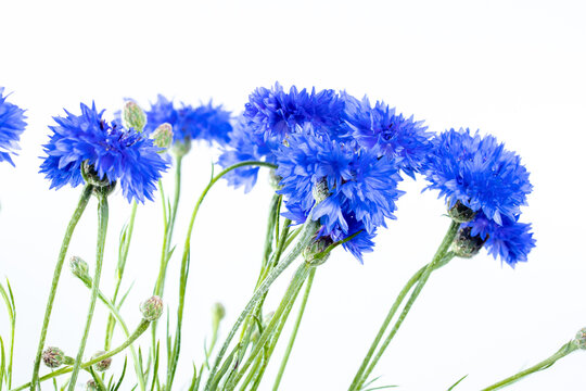 royal blue cornflowers from a side view on. light grey background, some blossoms are not completely opened, green hairy flower stems visible, also known as bachelor's button