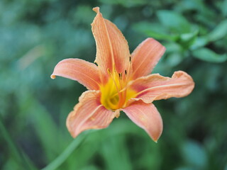 garden lily with orange flower and green leaves in the garden on a warm summer day, closeup. focus on stamens and pistils