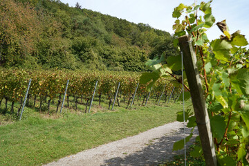 Grapes are the fruit stands of the vines, especially those of the noble vine, photographed