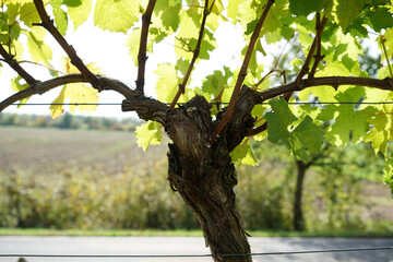 Grapes are the fruit stands of the vines, especially those of the noble vine, photographed