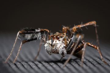 A jumping spider (Portia sp) sitting on a nylon fabric bag
