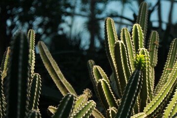 cactus