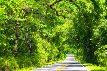 Tallahassee, Florida sunny road view on Miccosukee scenic canopy street with nobody during day with...