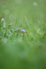 Blue flower of Slender dwarf morning glory (Evolvulvus alsinoides)