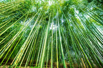 Kyoto, Japan canopy low angle wide angle view looking up of Arashiyama bamboo forest park pattern of many plants on spring day with green foliage color