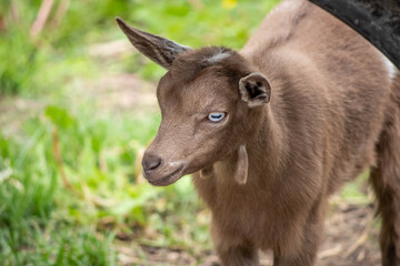 young goat on a meadow