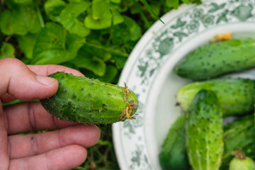 Little fresh cucumber in a human hand in a garden in Ukraine. Home growing concept. Healthy eating concept. Copy space. Top view.