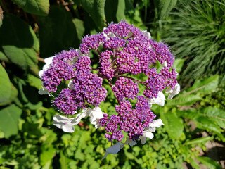 Hydrangea (in german Gesägte Hortensie or Blaue Hortensie) Hydrangea Serratta