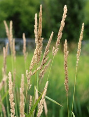 Spikelets of wild field grass close up