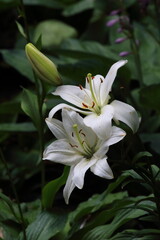 
White lily flowers on dark background