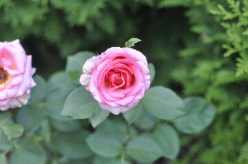 A beautiful rose bloomed in the garden