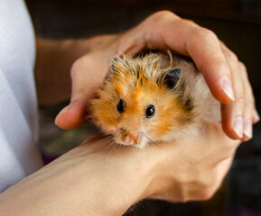 Syrian red hamster close up in human hands