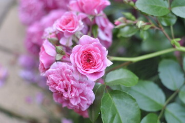 A beautiful rose bloomed in the garden