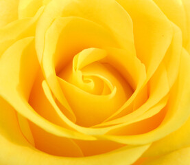 Obraz na płótnie Canvas Close-up photo of yellow rose flower