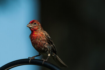 House finch on a feeder 
