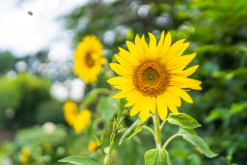Sonnenblumen