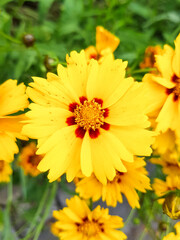 large-flowered tickseed (in german Großblumiges Mädchenauge) Coreopsis grandiflora