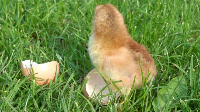 little chicken with an eggshell,beautiful little chicken on the grass with born with an eggshell