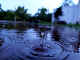 gota