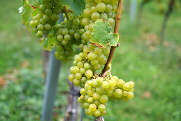 Grapes are the fruit stands of the vines, especially those of the noble vine, photographed