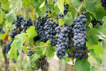 Grapes are the fruit stands of the vines, especially those of the noble vine, photographed