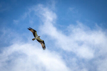 osprey in flight blue sky with puffy white clouds