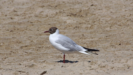 Strandmöwe auf Usedom II