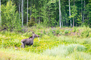 wild elk in their natural environment eating grass in a swamp, fauna of the north of Russia